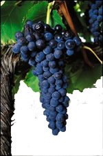 wine