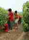 zarariswines family